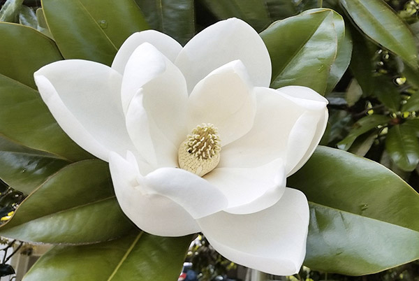 Les fleurs blanches du magnolia.