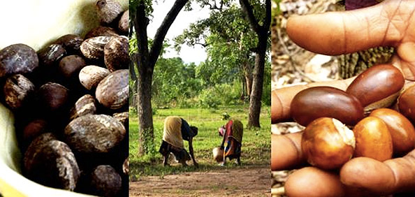 La noix de karité au Burkina Fasso pour Yves Rocher.
